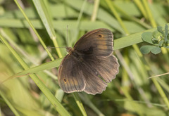 Maniola jurtina