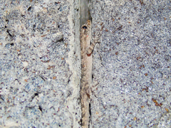 Mediodactylus heterocercus