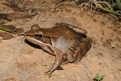Lithobates maculatus
