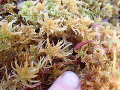 Sphagnum pacificum