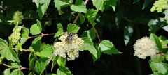 Eristalis saxorum