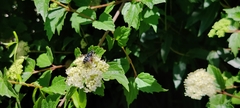 Eristalis saxorum