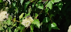 Eristalis saxorum