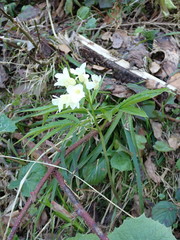 Cardamine kitaibelii