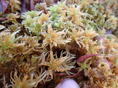 Sphagnum pacificum
