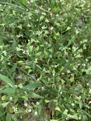 Capsella bursa-pastoris