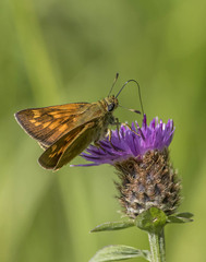 Ochlodes sylvanus