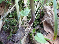 Cardamine kitaibelii