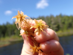 Sphagnum pacificum