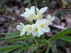 Cardamine kitaibelii