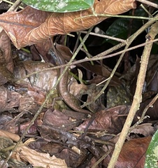 Trachylepis albilabris