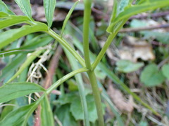 Cardamine kitaibelii