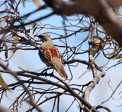 Chestnut Quail-Thrush photo 3