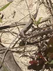 Psinidia fenestralis