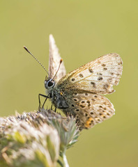 Lycaena tityrus