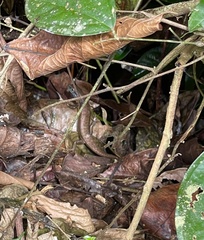 Trachylepis albilabris