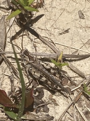 Psinidia fenestralis