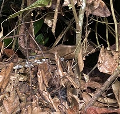 Trachylepis albilabris