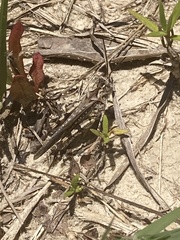 Psinidia fenestralis