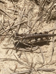 Psinidia fenestralis