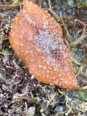 Thordisa bimaculata
