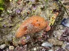 Thordisa bimaculata