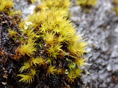 Grimmia ramondii
