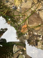 Thordisa bimaculata