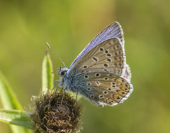 Polyommatus icarus