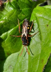 Nomada marshamella