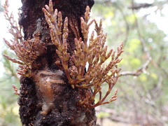Arceuthobium tsugense contortae