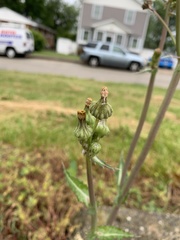Sonchus asper