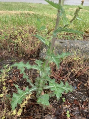 Sonchus asper