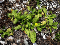 Leptinella potentillina