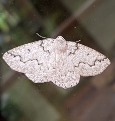 Sabulodes packardata