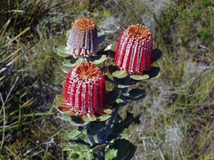 Banksia coccinea