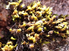 Grimmia ramondii