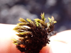 Grimmia ramondii