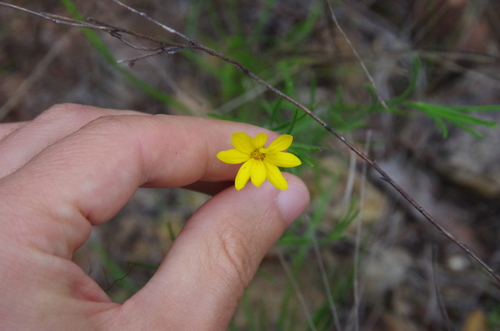 Image of Bradburia hirtella by (c) Eric Knight, some rights reserved (CC BY)