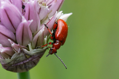 Lilioceris merdigera