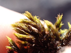 Grimmia ramondii