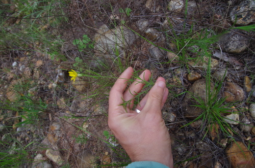 Mauchia (Bradburia hirtella)