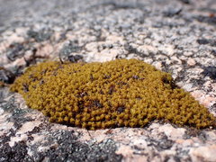 Hymenoloma crispulum