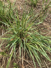 Oryzopsis asperifolia