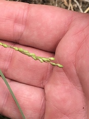 Oryzopsis asperifolia