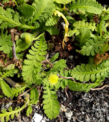 Leptinella potentillina