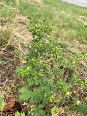 Potentilla