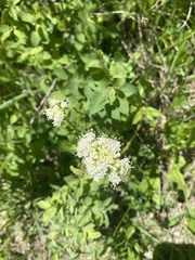 Valeriana californica