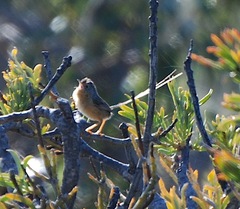 Stipiturus malachurus