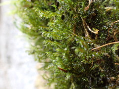 Racomitrium lawtonae